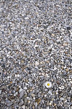 孤单,雏菊,围绕,鹅卵石,萨尔茨堡,奥地利