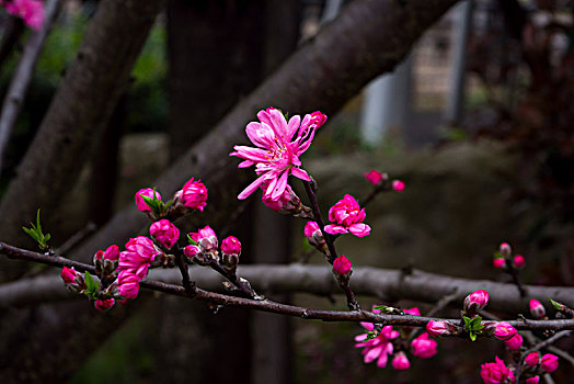 桃花,桃花盛开