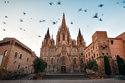 鸽子,巴塞罗那,大教堂,哥特区,西班牙