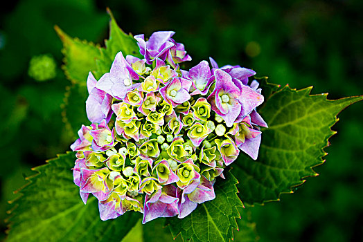 特写,紫色,八仙花属,花,不列颠哥伦比亚省,加拿大