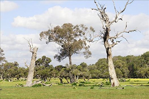 一个,生活方式,桉树,两个,死,西澳大利亚,澳大利亚