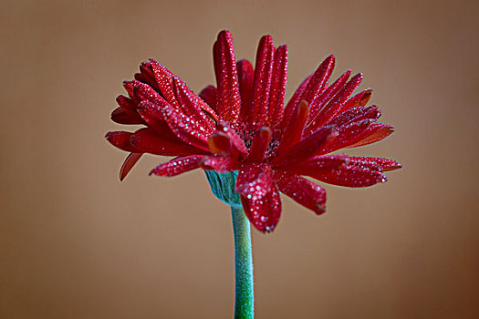 菊花,非洲菊