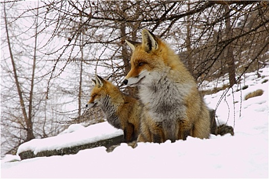 狐狸,坐,雪地