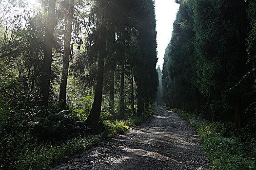 森林,烂路,土路,清晨