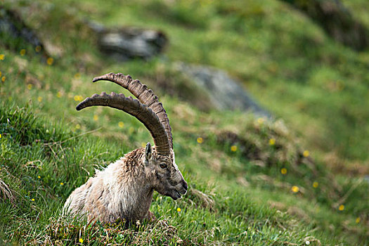 阿尔卑斯野山羊,高,陶安,国家公园,卡林西亚,奥地利,欧洲