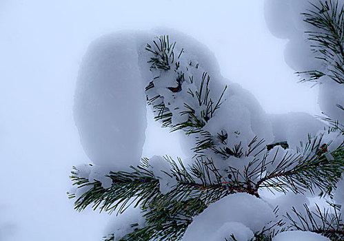 针叶树,枝条,雪冠