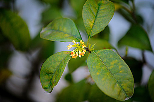 桂花特写