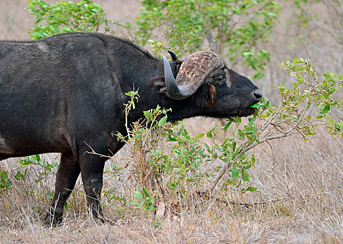 非洲水牛,公牛,进食,树叶,红嘴牛椋鸟,脸,克鲁格国家公园,南非,非洲