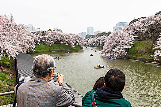 划艇,花,樱桃树,水道,公园,皇宫,东京,关东地区,本州,日本