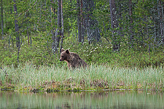 棕熊,湖,芬兰,针叶林带,北方,卡瑞里亚,欧洲