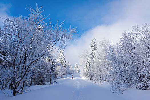 雪色世界