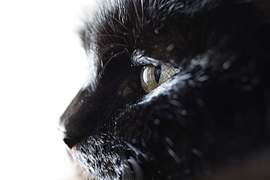 猫,黑色,头像,侧面,特写