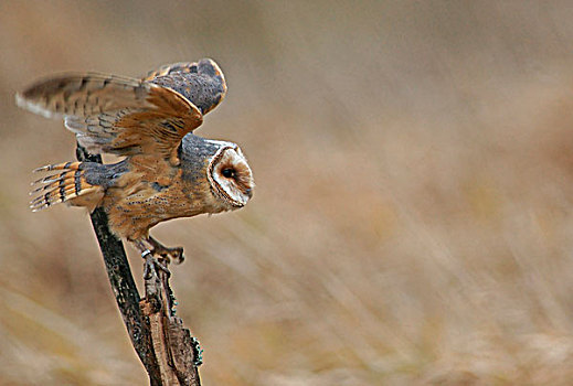 仓鸮,捷克共和国,欧洲