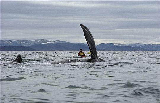 弓头鲸,鳍状物,研究人员,北极