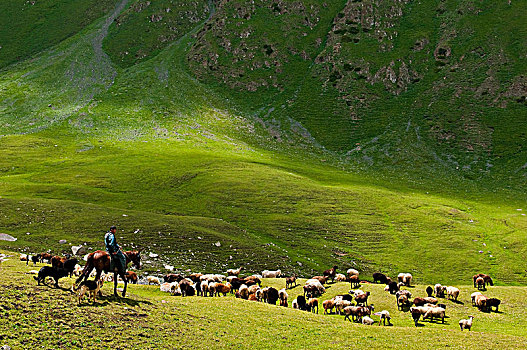 中亚,吉尔吉斯斯坦,省,山谷,成群,绵羊,草场