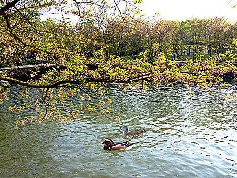 太湖风景