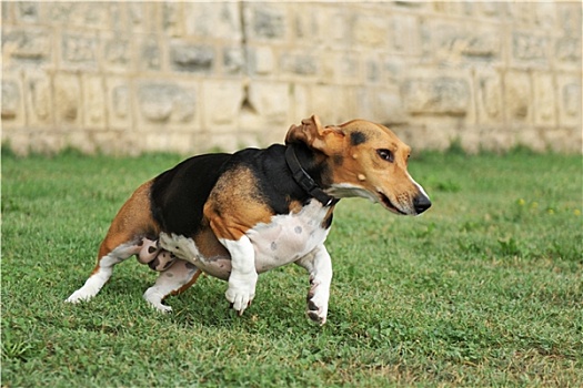 矮脚长耳猎犬