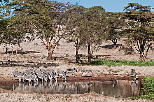 斑马,细纹斑马,群,喝,水潭,莱瓦野生动物保护区,肯尼亚