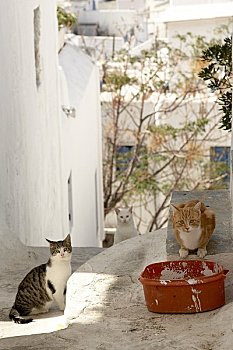 猫,小路,米克诺斯岛,希腊