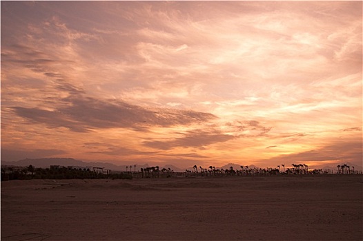日落,沙漠,棕榈树,剪影