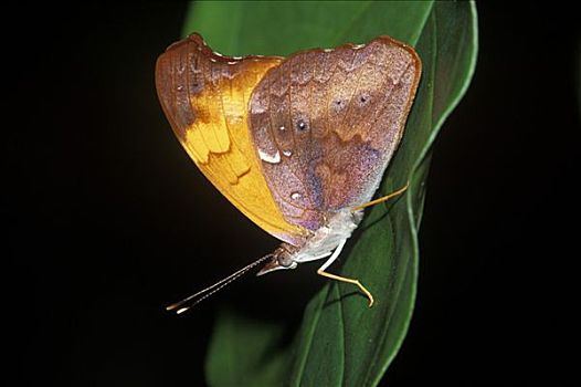 蝴蝶,恰帕斯,墨西哥