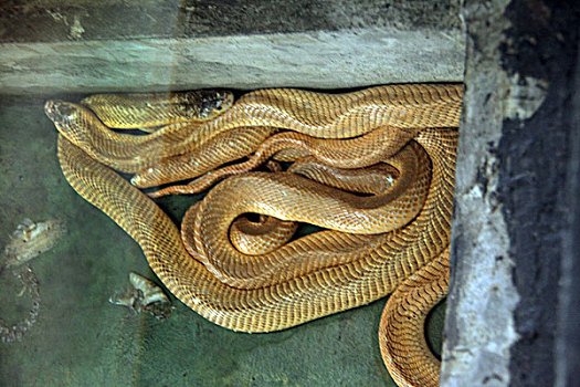 泰国毒蛇
