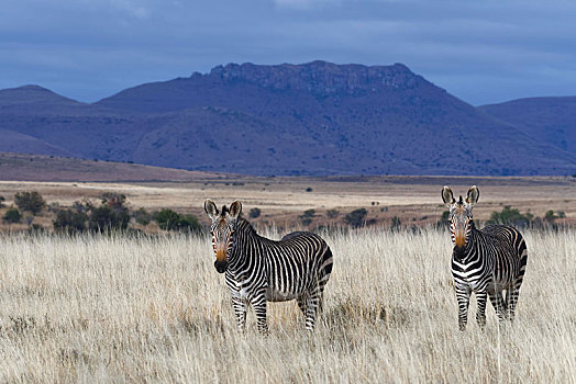 角山斑马,斑马,站立,成年,草地,警惕,斑马山国家公园,东开普省,南非,非洲