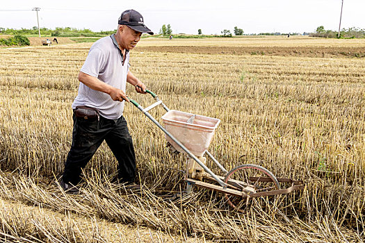 河南汤阴,三夏,时节收了夏粮小麦抢种秋粮玉米