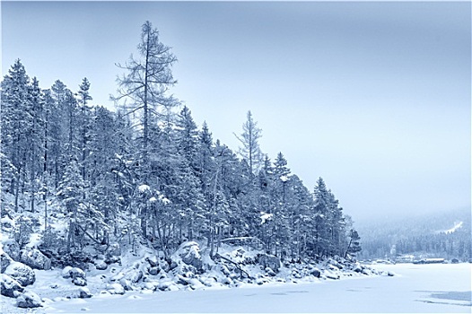 树林,雪,巴伐利亚