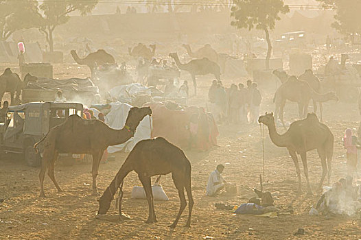 印度,拉贾斯坦邦,普什卡,骆驼,沙漠,早晨