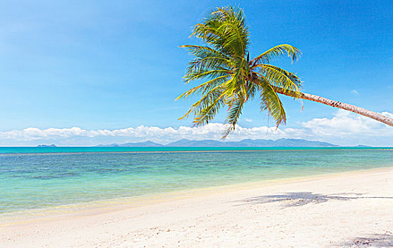 漂亮,热带沙滩,椰树