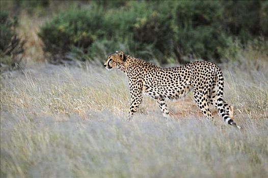 印度豹,猎豹,萨布鲁国家公园,肯尼亚,非洲