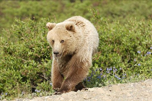 棕熊,德纳里峰国家公园,阿拉斯加,美国