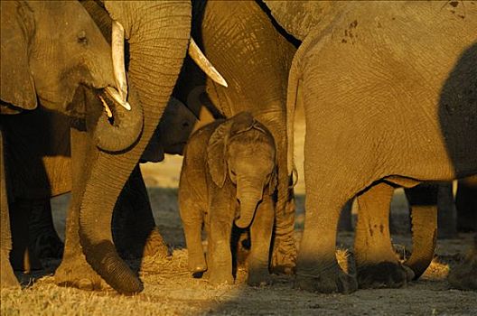 年轻,非洲象,防护