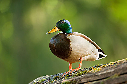 野鸭,绿头鸭,公鸭,站立,木质,屋顶,巴伐利亚,德国,欧洲