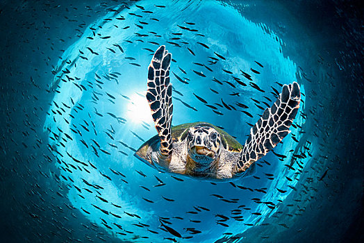 绿海龟,龟类,潜水,逆光,鱼,成群,反射,大堡礁,联合国教科文组织,世界自然遗产,昆士兰,澳大利亚,太平洋,大洋洲