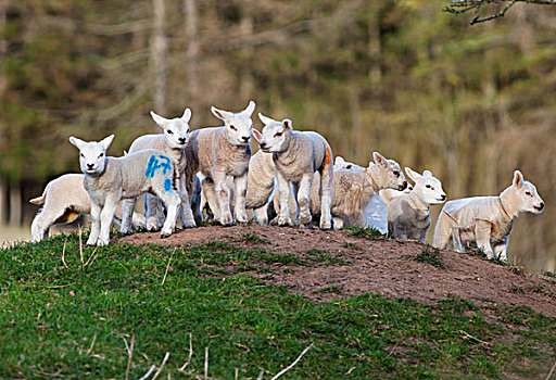 羊羔,上面,山,色彩,标记,诺森伯兰郡,英格兰