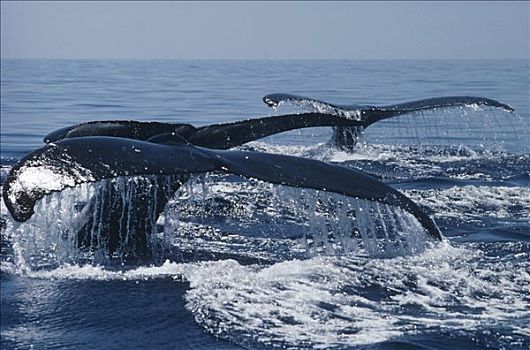 驼背鲸,大翅鲸属,鲸鱼,三个,尾部,阿拉斯加