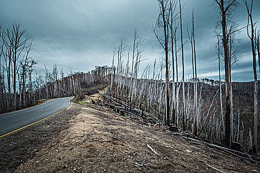 森林火灾,树,山,维多利亚,澳大利亚