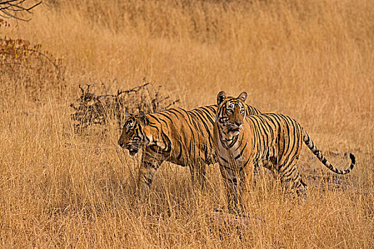 两个,野生,孟加拉虎,印度虎,虎,成年,女性,近成年,幼兽,走,干草,拉贾斯坦邦,国家公园,印度,亚洲