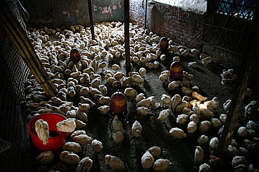 鸡,批发,家禽,市场,达卡,孟加拉,二月,2008年