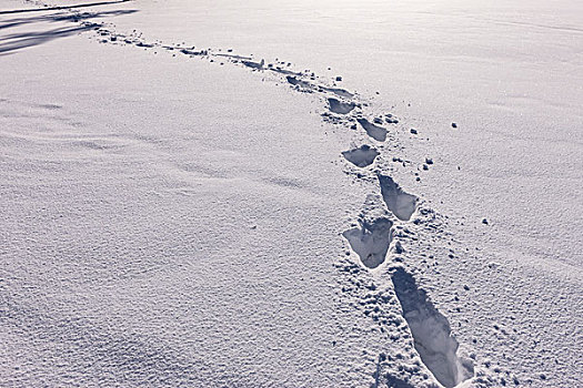 轨迹,雪,概念,脚印,初雪