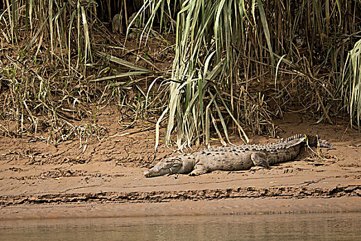 鳄鱼,旁侧,河,雨林,哥斯达黎加