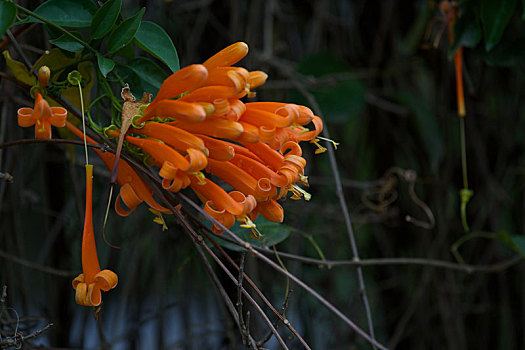 橙色小花