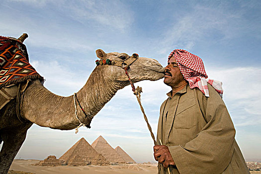 一个,男人,沙漠,骆驼,金字塔,背景,开罗,埃及,非洲
