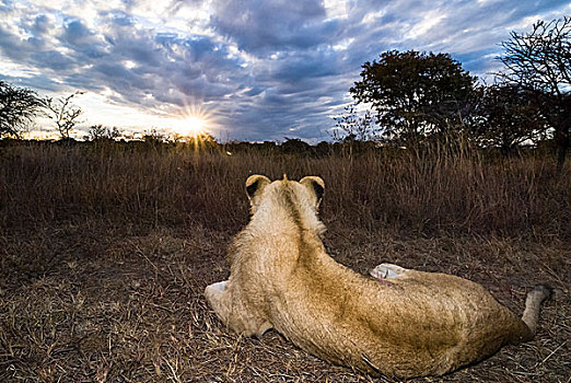 狮子,日落,小动物,2岁,羚羊,公园,靠近,津巴布韦,非洲