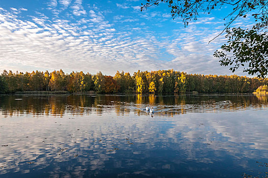 秋天,湖,自然保护区,黑森州,德国,欧洲
