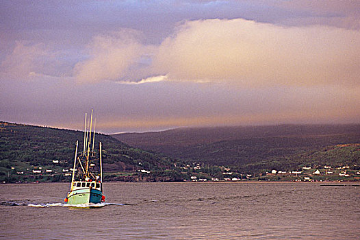 渔船,码头,小湾,纽芬兰,加拿大