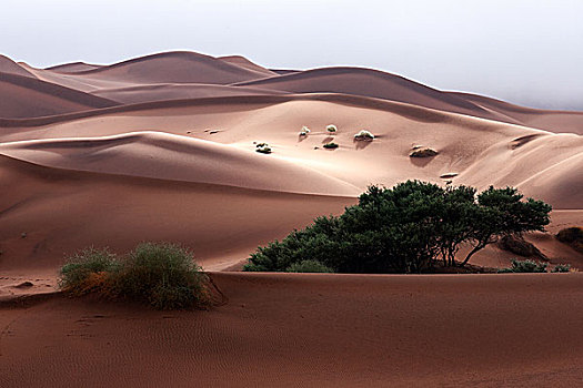 沙丘,骆驼,刺,树,正面,索苏维来地区,纳米布沙漠,纳米比诺克陆夫国家公园,纳米比亚,非洲