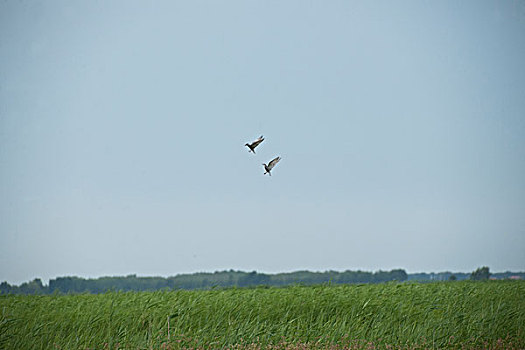 黑龙江齐齐哈尔扎龙丹顶鹤自然保护区上空飞翔的鸟